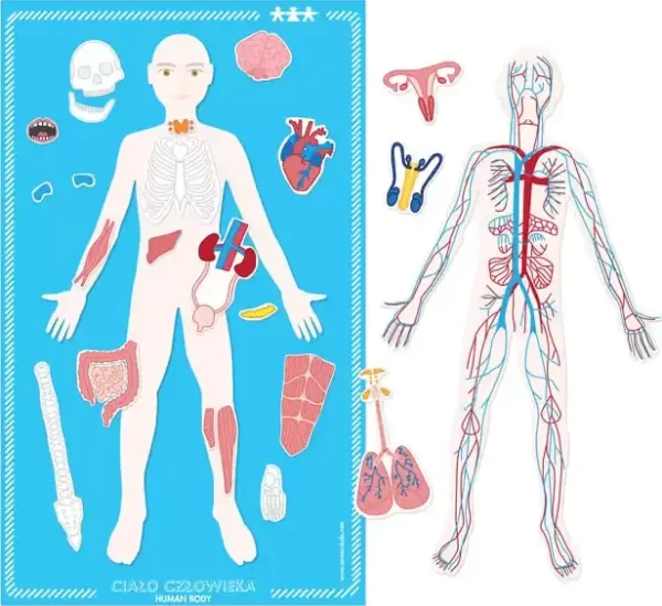 Magnetska ploča ljudskog tijela (Human body. Magnetic board), komplet, NS1364