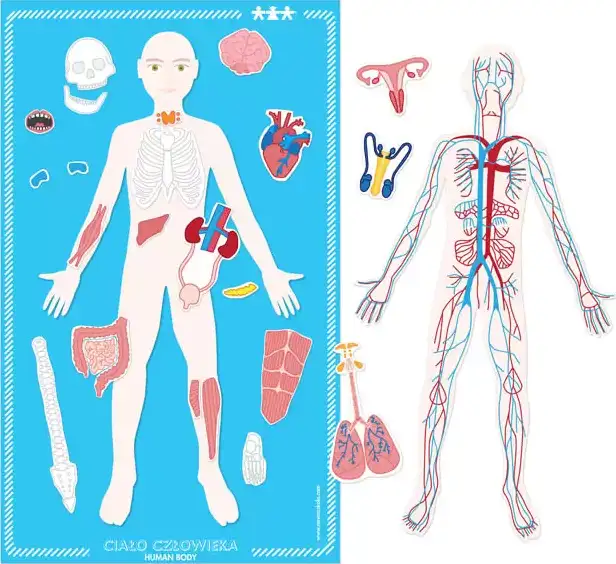 Magnetska ploča ljudskog tijela (Human body. Magnetic board), komplet, NS1364