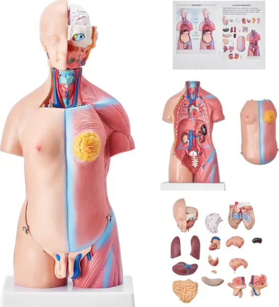 Model ljudskog tijela, 23 dijela, 45,5 cm, anatomski torzo s odvojivim organima, GGJRQGMX1JTRKRDCZV0