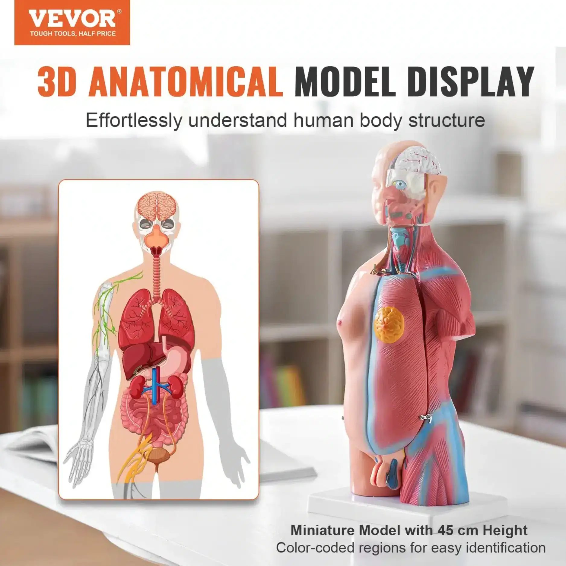 Model ljudskog tijela, 23 dijela, 45,5 cm, anatomski torzo s odvojivim organima, GGJRQGMX1JTRKRDCZV0 - Slika 2